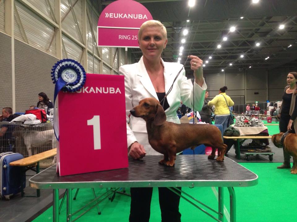 At the international dogshow in Maastricht our kaninchen smooth male 